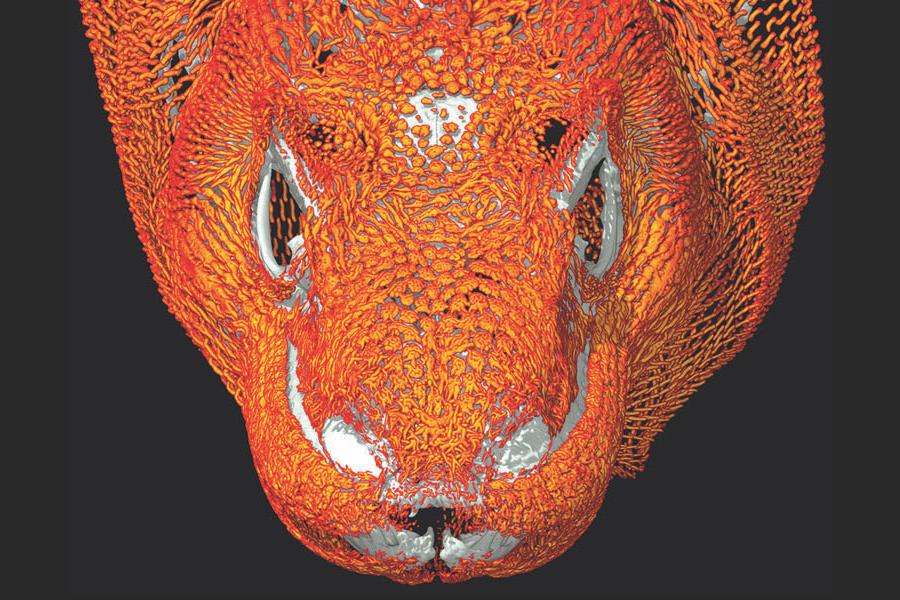 CT Scan Rendering of a Komodo Dragon Head