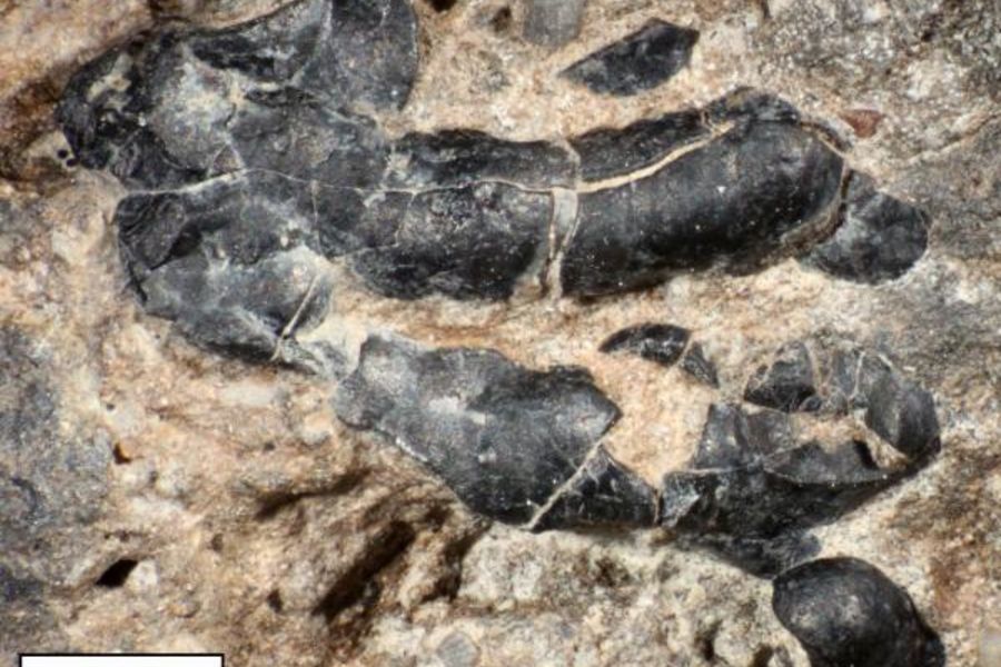 Dark crustacean shell fragment embedded in fossilized dinosaur feces.