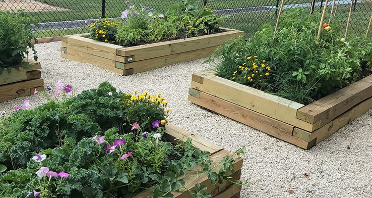 DeWeese Health Center created a community garden focused on growing fresh produce, learning best-practice gardening techniques and managing stress through connection with nature.