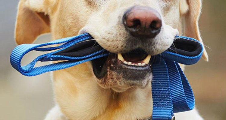picture of dog holding leash in mouth