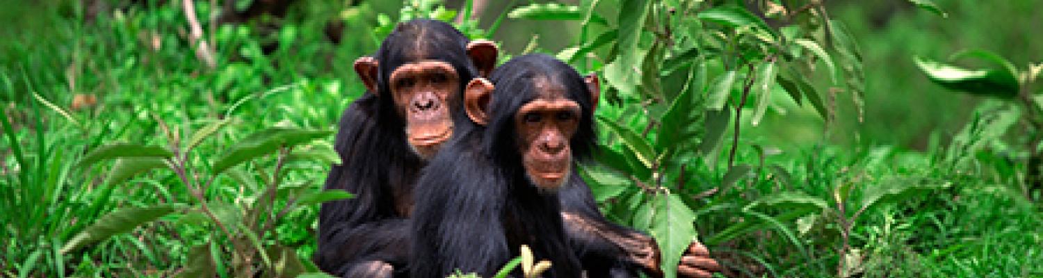 Two chimpanzees are pictured sitting in the grass. A recent study co-authored by researchers at Kent State University looks at the differences of human brains compared to the brains of other primates such as chimpanzees, gorillas and monkeys.