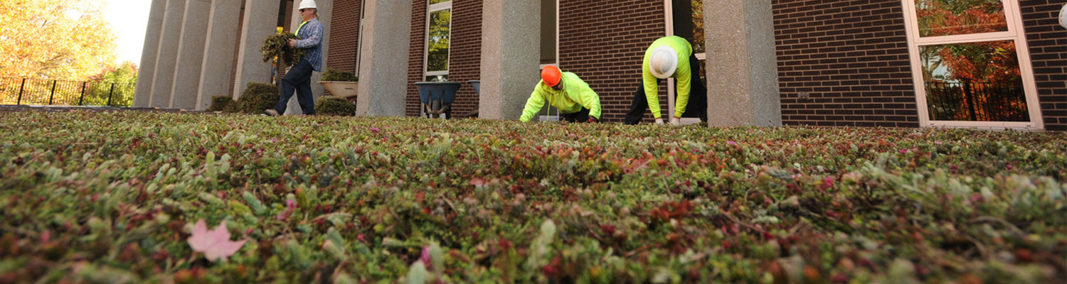 Installation of a green roof at Taylor Hall