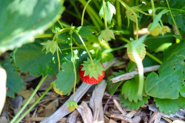 Backyard strawberry